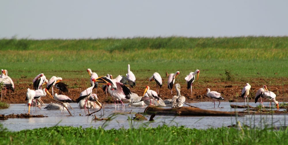 Lake Manyara Hippo board