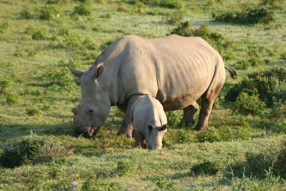 Kariega Game Reserve, sydafrika