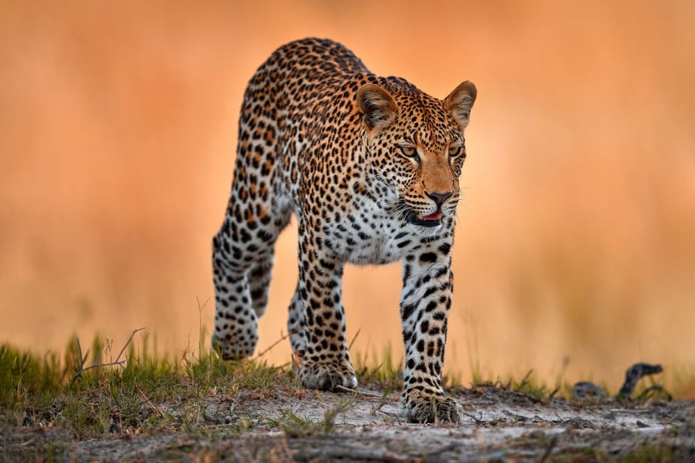 Chobe Nationalpark