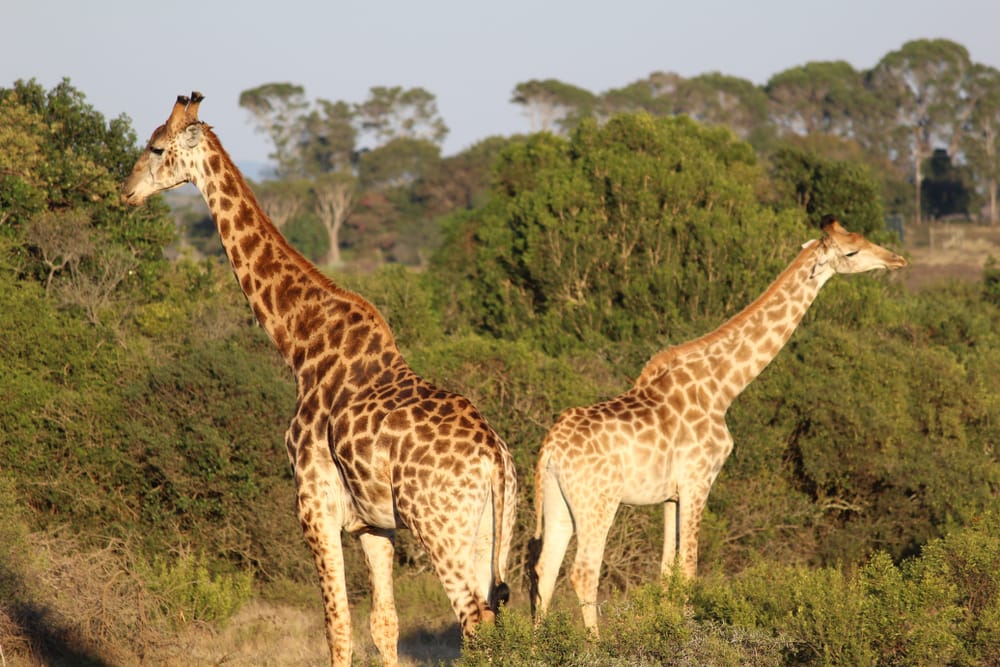 Giraffer vandrer gennem det åbne landskab i Kariega Safari Park i Sydafrika