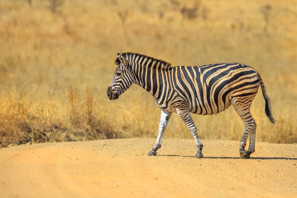 Afrikansk zebra går langs en grusvej i Madikwe Game Reserve.