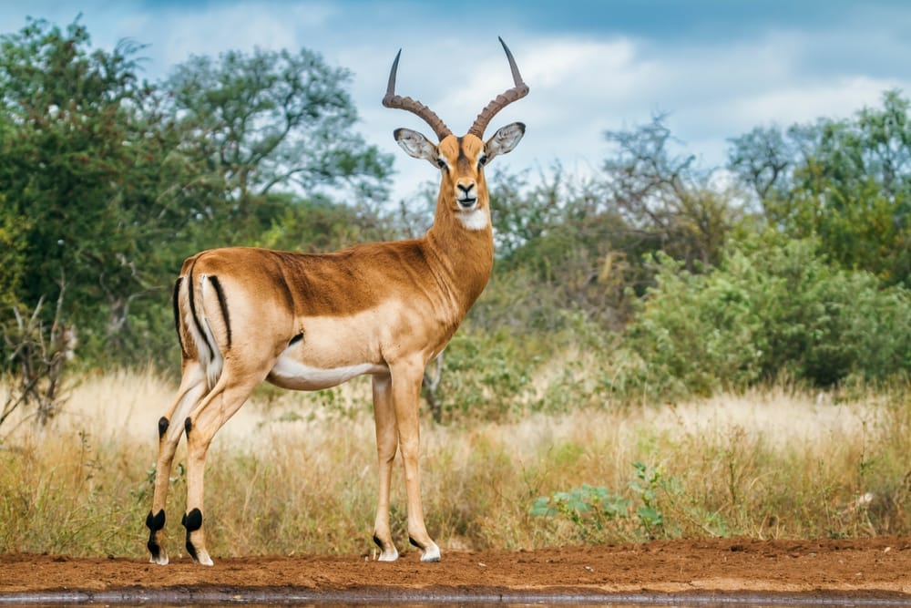 Han-impala med horn set i fuld profil i øjenhøjde nær jorden i Kruger Nationalpark.