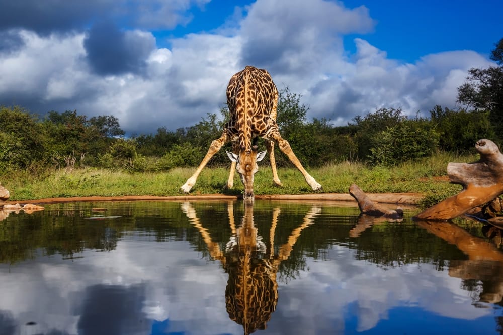 Giraf drikker vand ved et vandhul set forfra i Kruger Nationalpark.