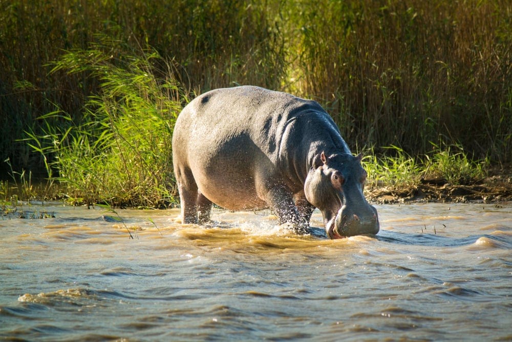 HippoAtTheIsimangaliso-wetland-parkSouthAfrica » Tembo Safari Isimangaliso wetland park