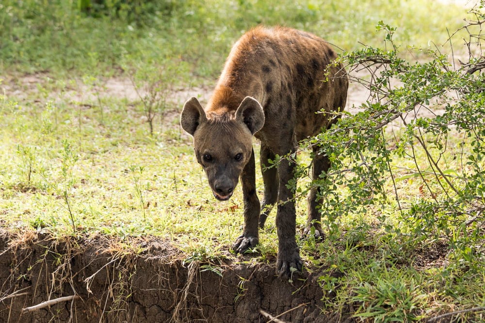 Selous Game reserve