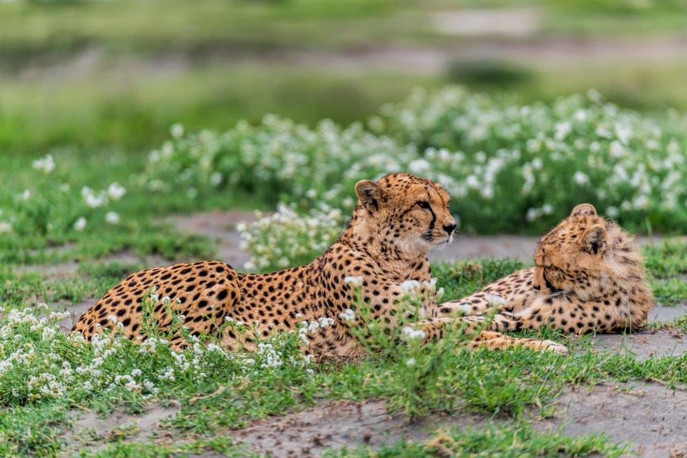 CheetahsMotherAndDaughterAmongstAfricanWildflowersAfterTheRains » Tembo Safari