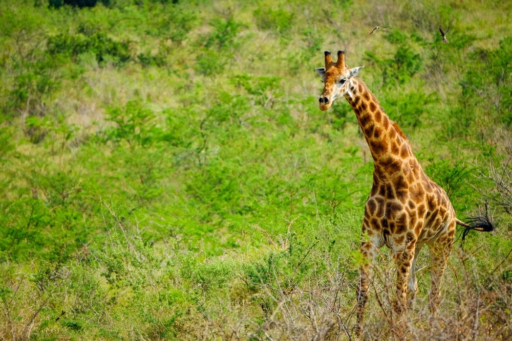 AGiraffeRunningWithOxpeckersFollowingSeenWhileOnSafari » Tembo Safari
