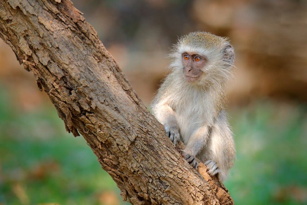 VervetMonkeyChlorocebusPygerythrusPortraitOfGreyAndBlackFace » Tembo Safari