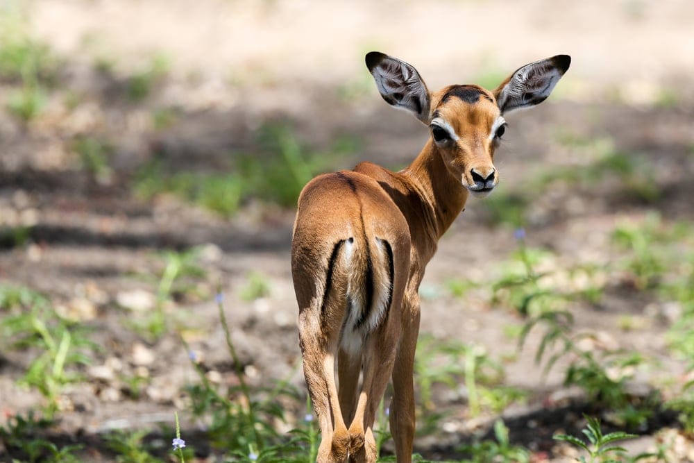 AYoungImpalaInTheSelousGameReserveTanzania » Tembo Safari