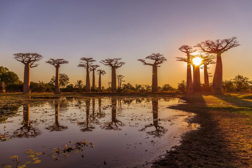Baobab tree, baobab træer på Madagascar