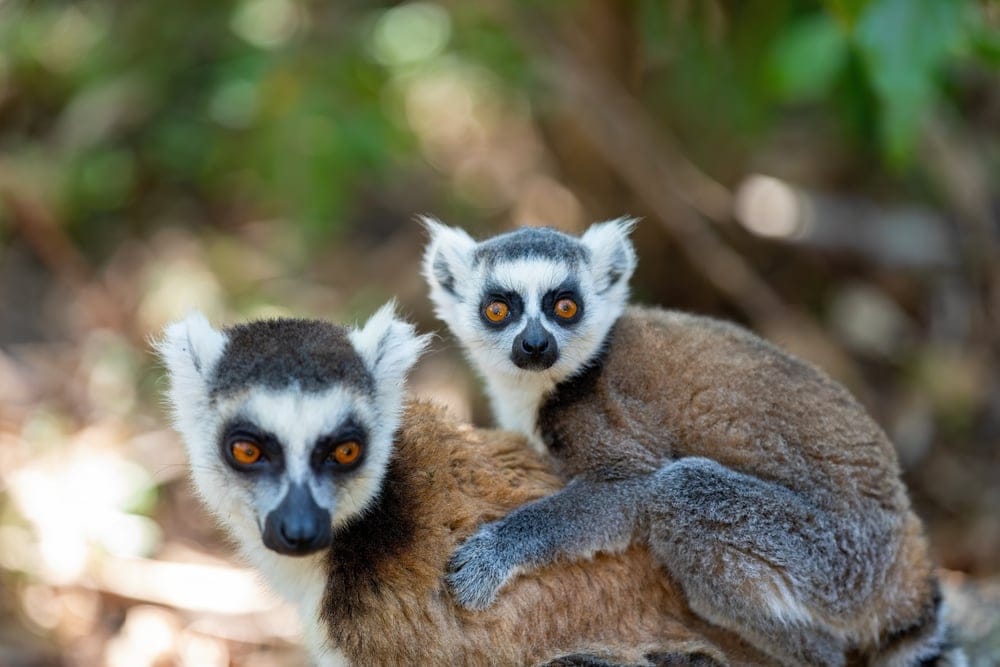 anja community reserve - lemur