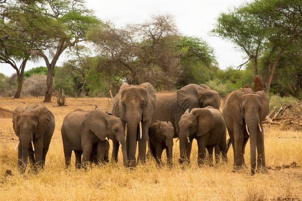 Tarangire National Park