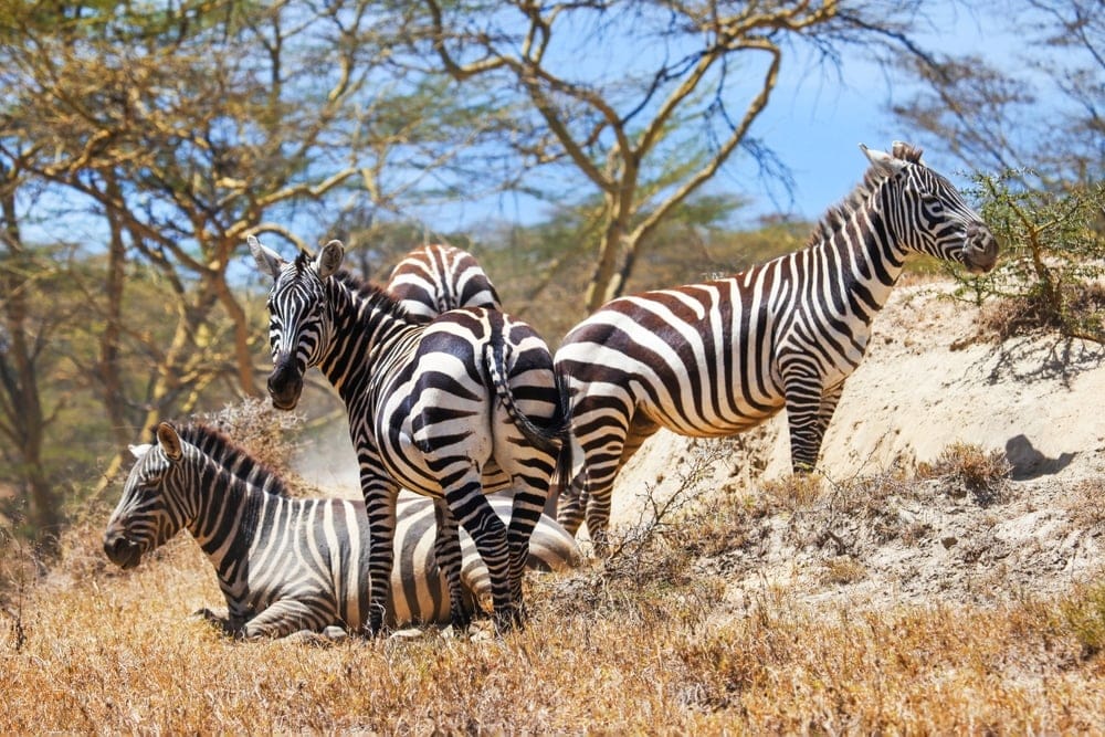 Lake Nakuru