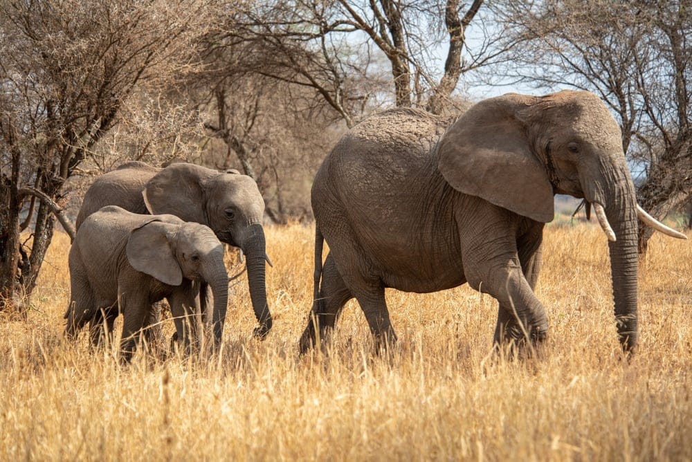 HerdOfElephantsInTarangireNationalPark » Tembo Safari Tarangire elefantflok