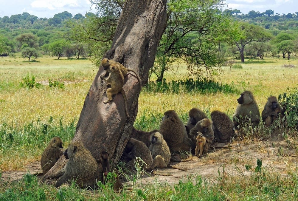 ATroopOfOliveBaboonsRestingInTheShadeOf » Tembo Safari