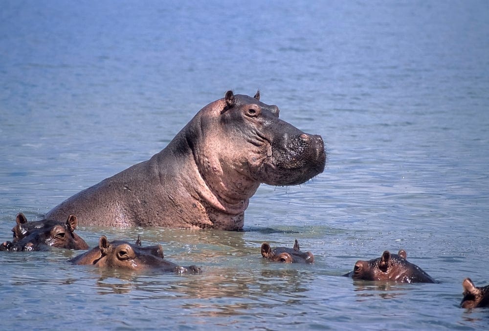 HippopotamushippopotamusAmphibiusSelousGameReserveMorogoroTanzaniaAfrica » Tembo Safari Flodhest ved Selous Game reserve