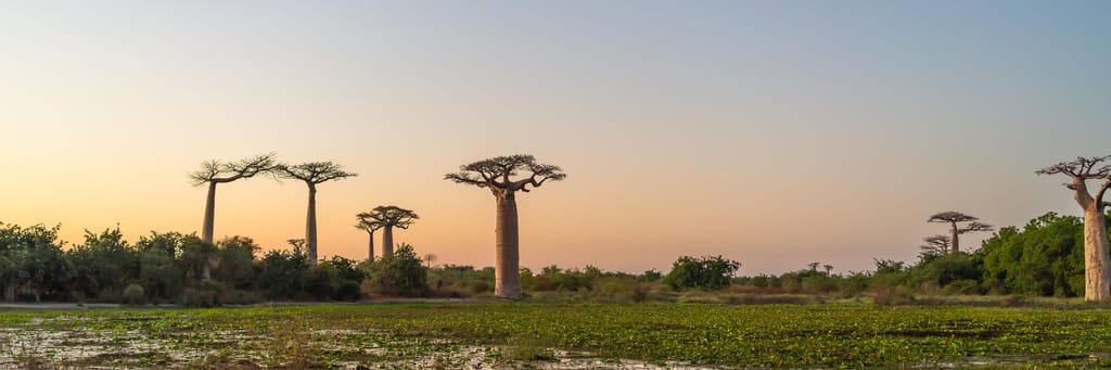 Baobabtræer på Madagaskar