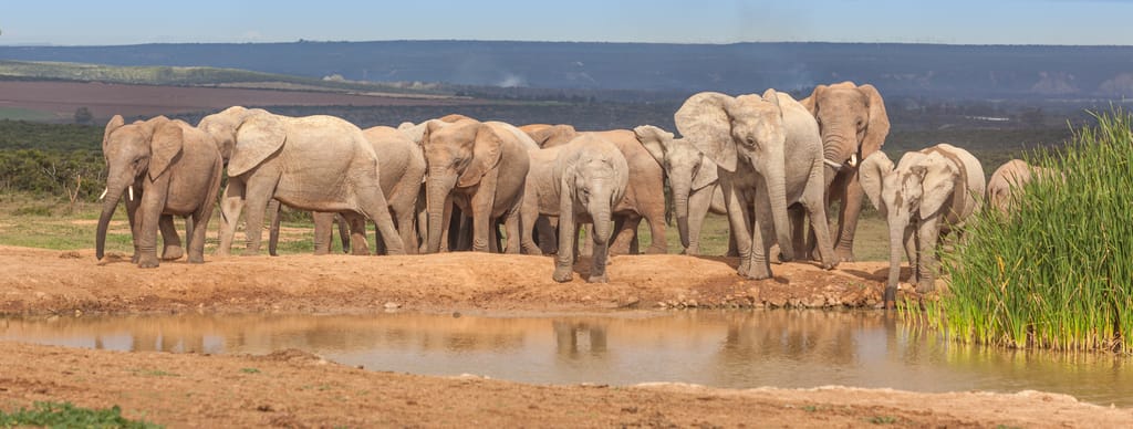 De 7 bedste nationalparker i Afrika