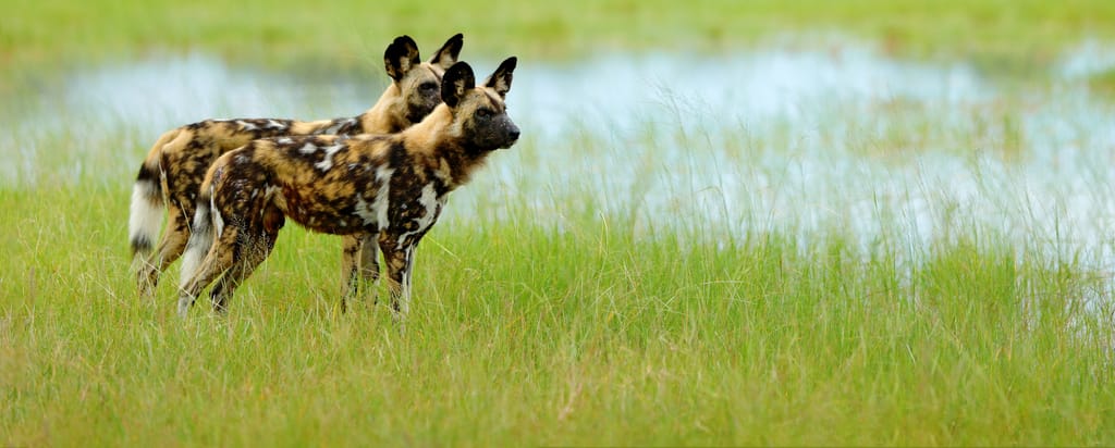 Afrikanske Vildhunde i Okavango Deltaet