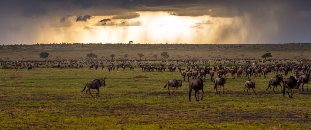 Top Billede Rejseblog Regntid i Kenya