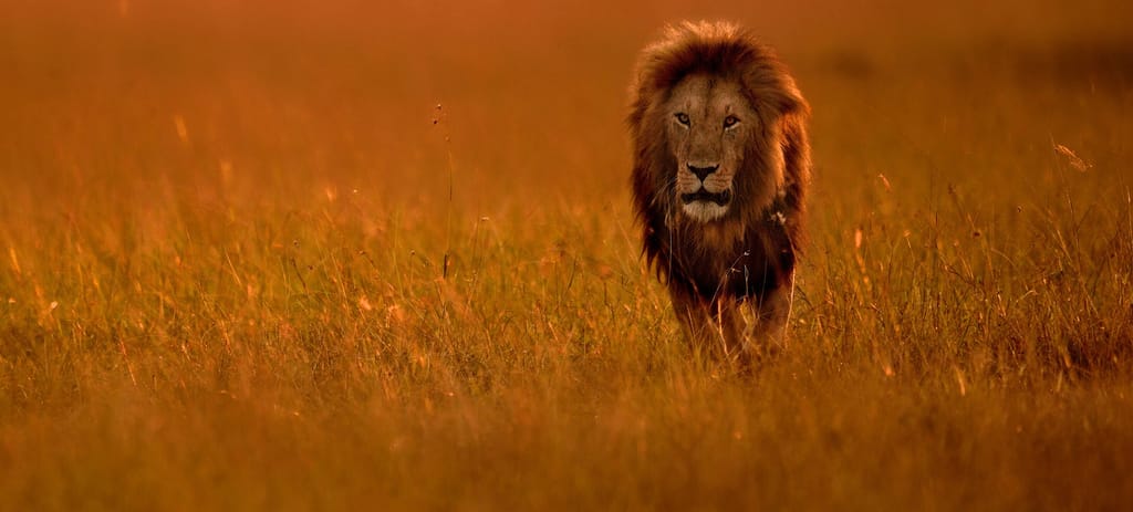 Top Billede Rejseblog Big Five