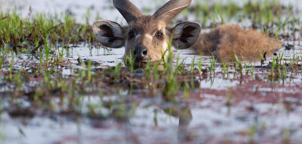 Top Billede Rejseblog Sitatunga