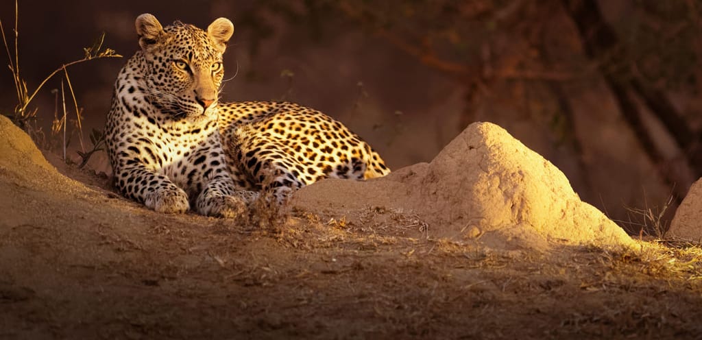 Top Billede Rejseblog Leoparder i Greater Kruger