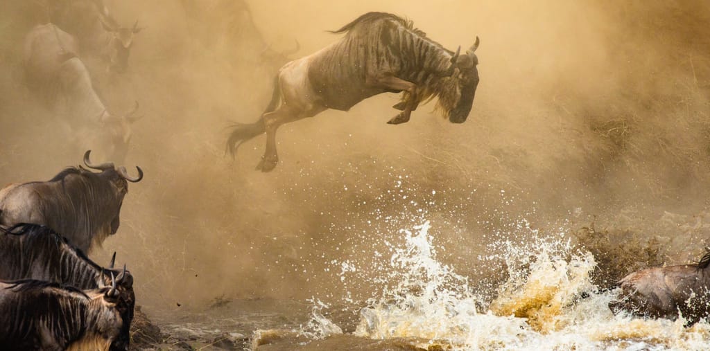 Top Billede Rejseblog Gnu vandring