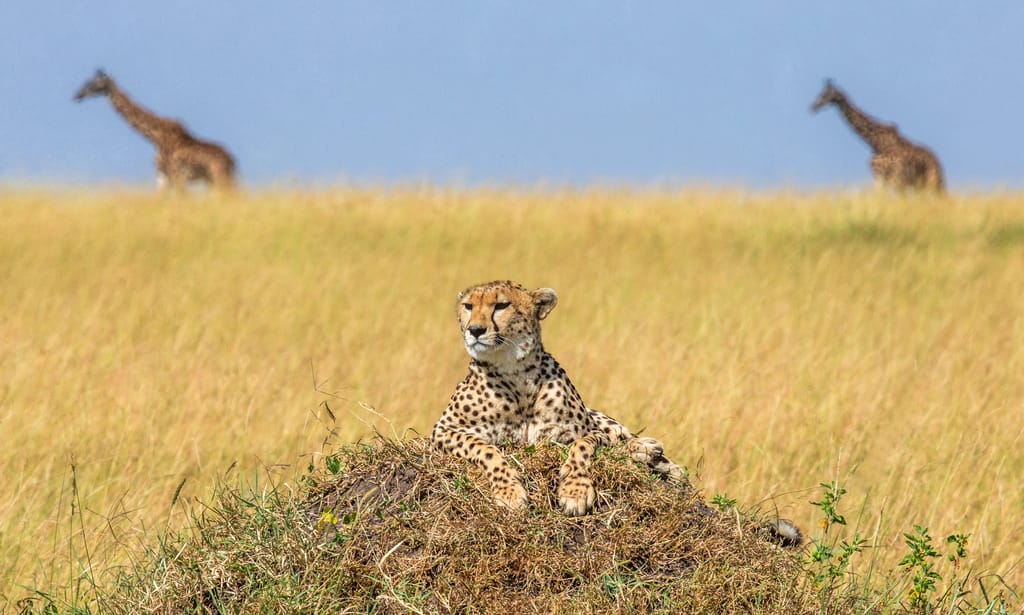 Gepard i eftermiddags lys i Masai Mara Reservate i Kenya