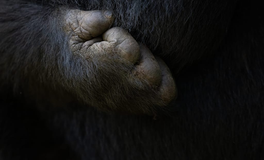Top Billede Rejseblog Gorilla Trekking