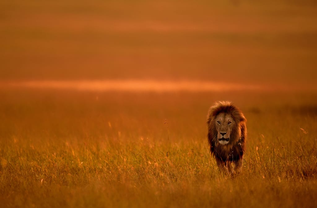 Han Løve i sent eftermiddags sol i Masai Mara