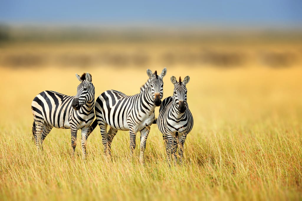 Zebra i lang græs i Masai Mara Kenya
