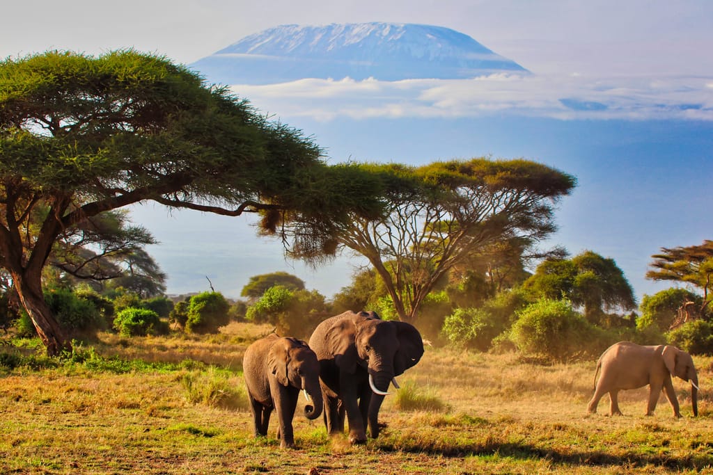 Elefanter i Amboseli med Kilimanjaro i baggrunden.