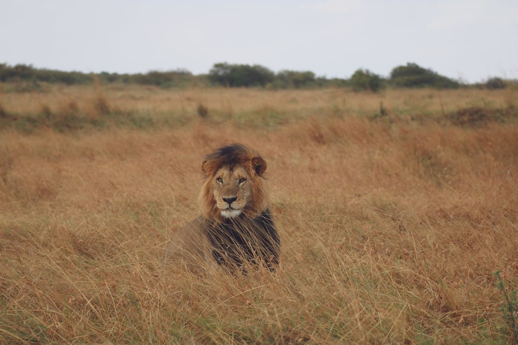 Løve i græsset i Masai Mara