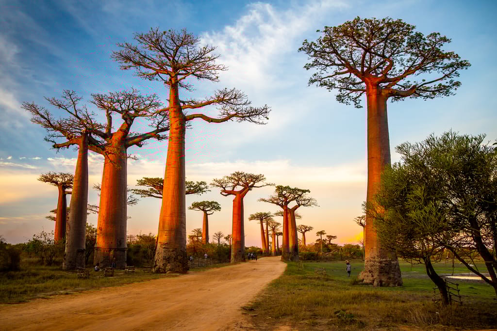 Flotte aftenlys på Baobab alley i Madagaskar