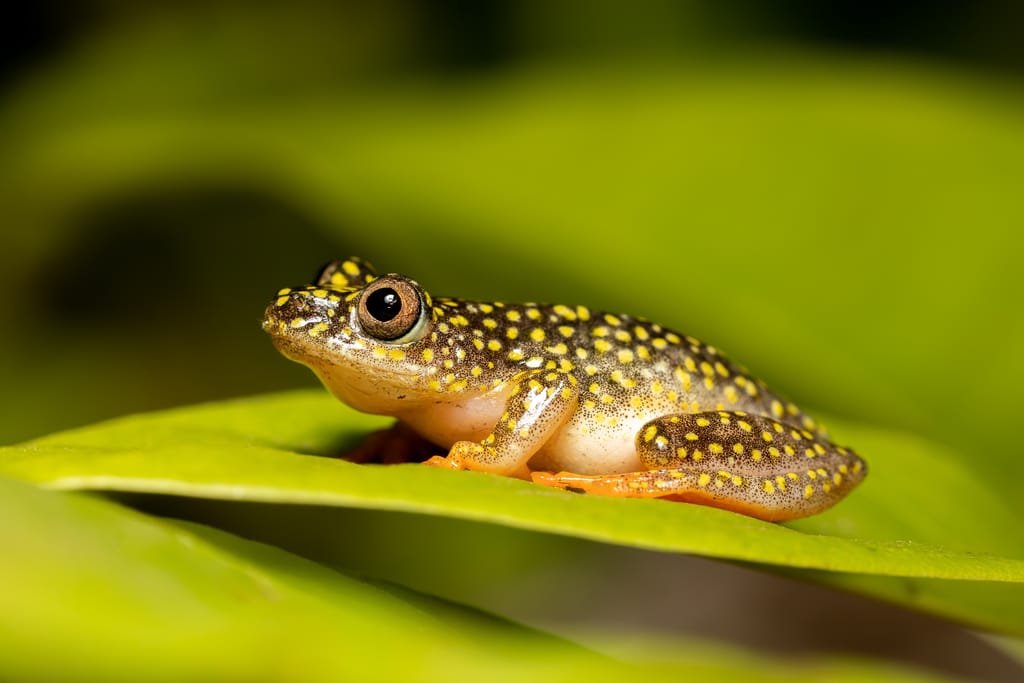 Starry Night Reed Frog lille frø på bladen i skoven på Madagaskar