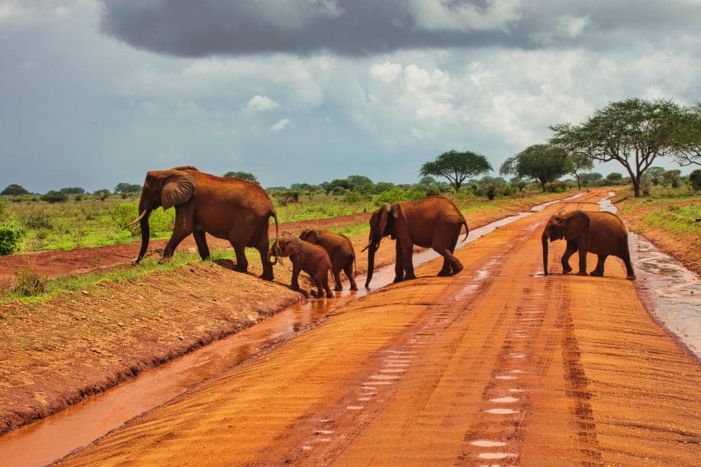 Elefanter på safari i Tsavo Øst nationalpark