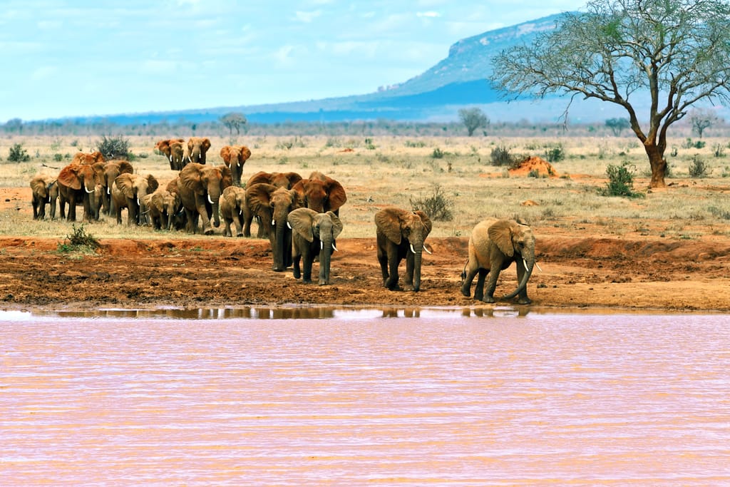 Elefanter vandrer gennem landskabet i Tsavo East Nationalpark i Kenya.