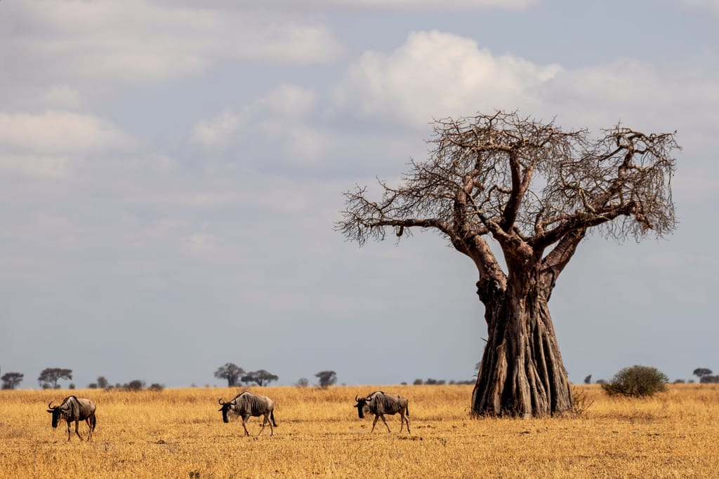 Afrikansk Baobab Træ i Tarangire Nationalparken Tanzania