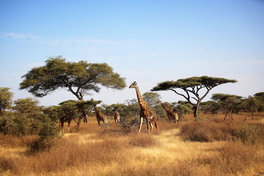 Landskabet i Serengeti med giraffer i baggrunden
