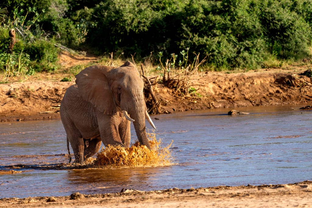Elefant krydser floden i Samburu Nationalpark, Kenya