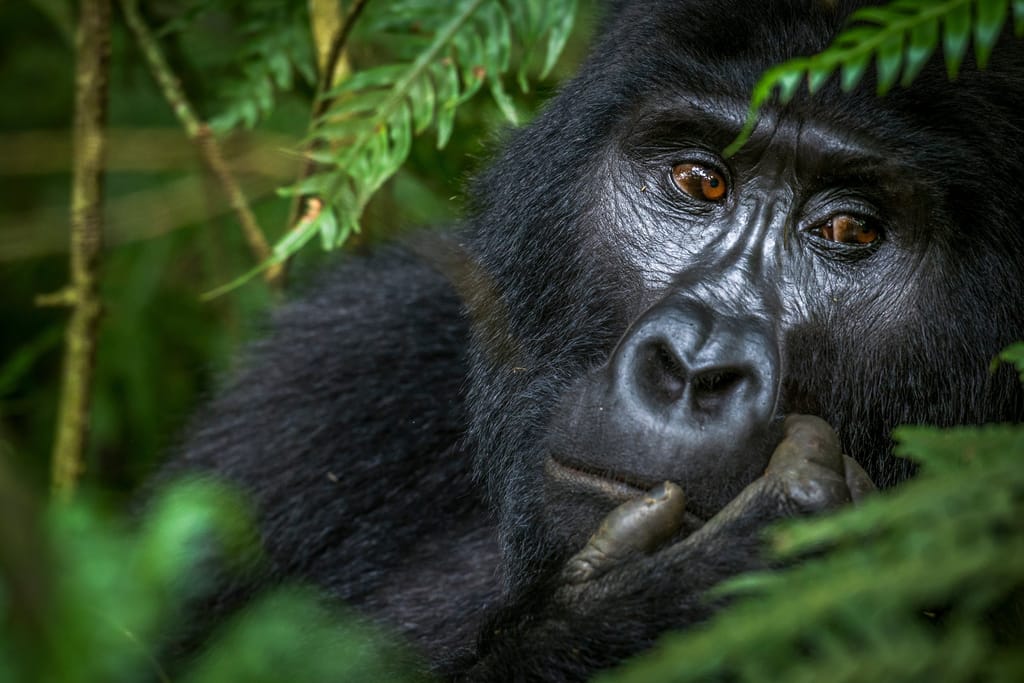 Portræt af Gorilla i Bwindi Impenetrable Forest Nationalparken i Uganda