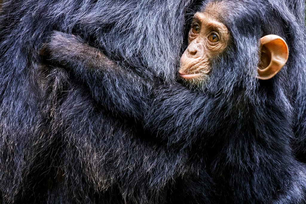 Top Billede Rejseblog Chimpanse