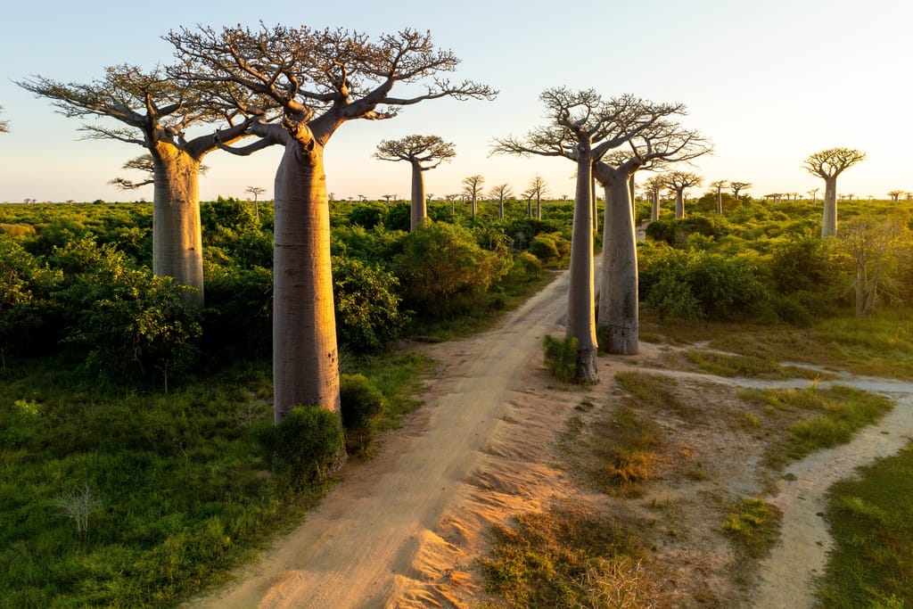 Baobab Alley » Tembo Safari