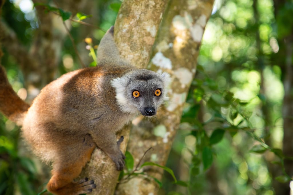 Crowned,Lemur,(eulemur,Coronatus),,Endemic,Animal,From,Madagascar.,Palmarium,Park » Tembo Safari