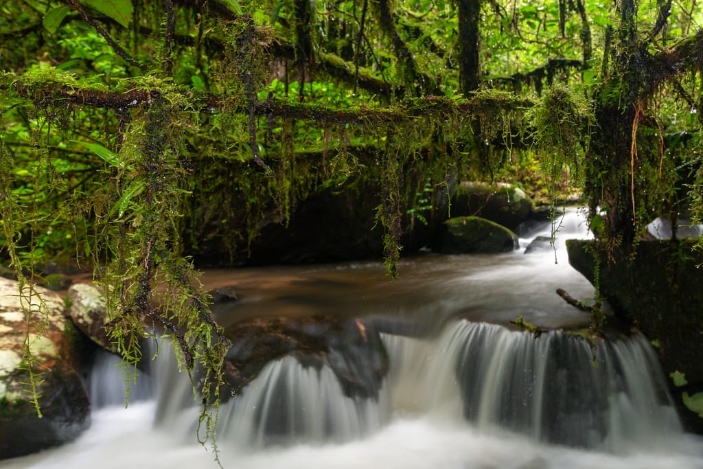 Stream,In,Ranomafana,National,Park,,Madagascar » Tembo Safari