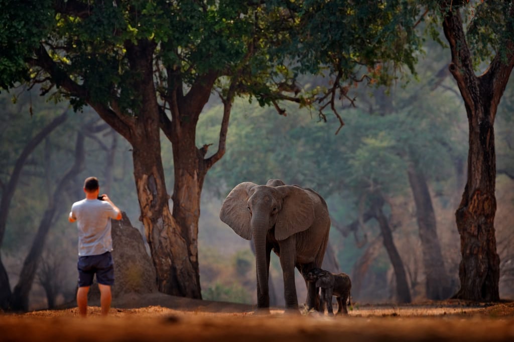 Mana Pools Zimbabwe gå safari