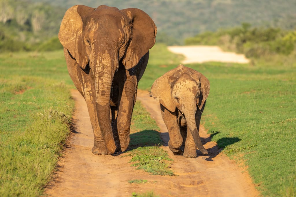 Addo Elephant Nationalparken Sydafrika elefant mor og baby
