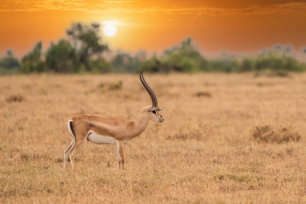 Impala i Maasai Mara-reservatet i Kenya stående i sit naturlige habitat.