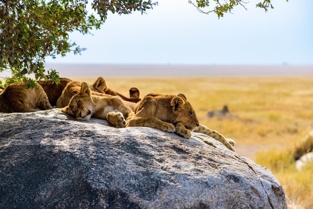 Løver på kopjes i Serengeit Nationalpark, Tanzania